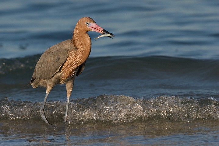 Rtelreiher Egretta rufescens Reddish Egret